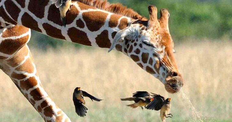 Safari Hero image- Giraffe Sneeze